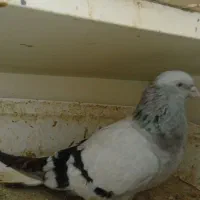 کبوتردم سفید