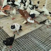 ۳۰تا کفتر افغانی پلنگ و شهری