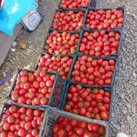 خریدار گوجه ربی