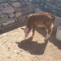 گاو|حیوانات مزرعه|گرمادوز, |دیوار