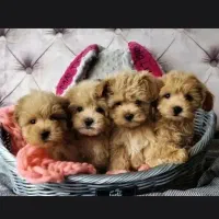 توی پودل نر و ماده کیفیت بمب