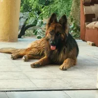 یک جفت سگ ژرمن بلک شولاین