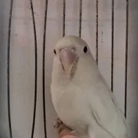 طوطی ماده مست