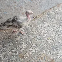 حراج بقلمون 3ماهه