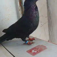 زاغ ابادانی