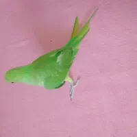 جوجه‌ ملنگو‌دونخور
