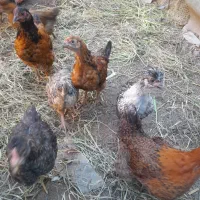 جوجه های ۳ماهه