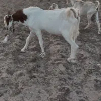 نر بز پاکستانی
