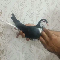 کبوتر هوایی