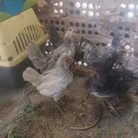 نیمجه مرغ گلین طوسی