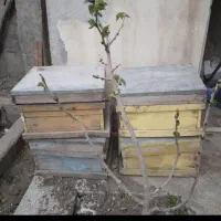 کندو زنبور