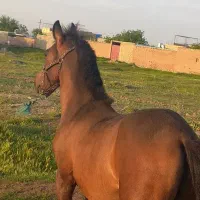 کره اسب نریان