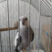 عروس هلندی