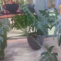 فروش لوازم کافه یکجا
