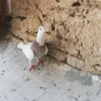 کبوتر طوقی