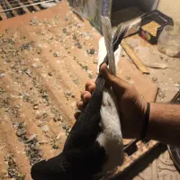 کبوتر چپ راست ماده