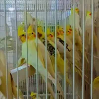 عروس هلندی خ ر ی د ا ر م