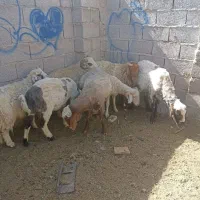 بره|حیوانات مزرعه|گلزار, |دیوار