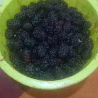 شاتوت درجه یک مشکی