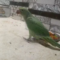 عروس پرنده