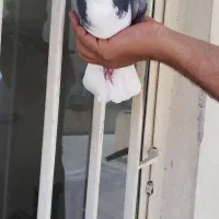 فروش تعدادی کبوتر دم گیر
