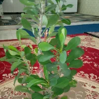 خل خانگی هرکی خواست درخدمتم