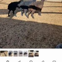 بره نرسبک