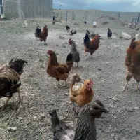 مرغ و خروس