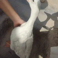 هفت عدد اردک