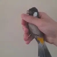 قناری سهره اهوازی نر معاویضه پرنده دیگر