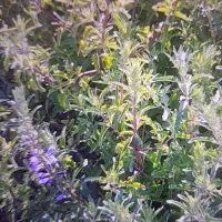 فروش بادرشبی با عطر فوق العاده