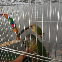 گرینچیک جفت تست دار