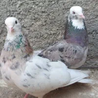 کبوتر  شازده سرور قاب  و سرخ خال مشکی