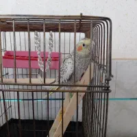 عروس هلندی