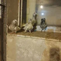 جوجه کفتر سبز پلنگ