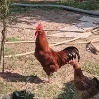 خروس دورگ
