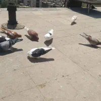کبوتر