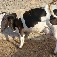 گاو شیری چهار ماه آبستن