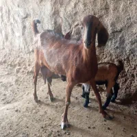 بز شیری|حیوانات مزرعه|عقدا, |دیوار