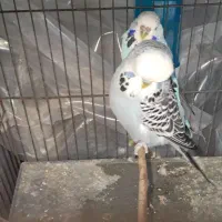 مرغ عشق انگلیسی