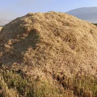 کاه شبدر