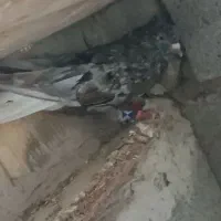 پرنده دمسفید