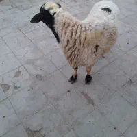 گوسفند فروشی