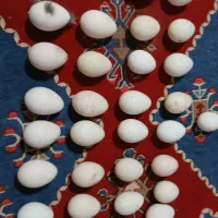 تخم بوقلمون نطفه دار و خوراکی