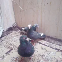 میزتلفن....|میز تلویزیون|مشهد, نیزه|دیوار