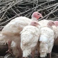 بوقلمون بیوتی سالم
