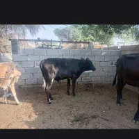 2جفت گاورنر