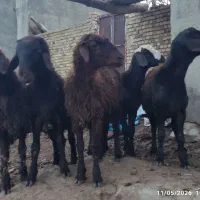 بره نر|حیوانات مزرعه|خرمدره, |دیوار