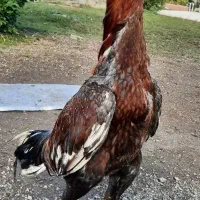 لاری|پرنده|رشت, عینک|دیوار