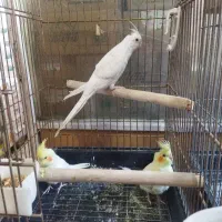 عروس هلندی دون خور